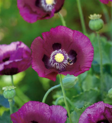 opium near me|where to buy papaver somniferum.